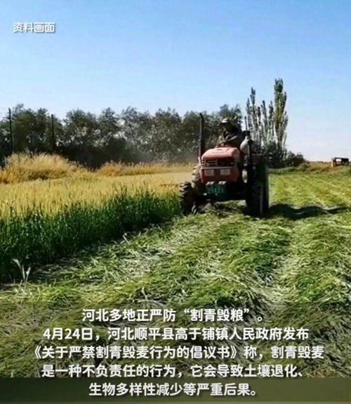 金色府谷迎盛會，海紅果香鎂業興
