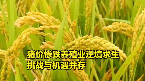 豬價震蕩下行，養殖業如何破局？——探析“糧食-飼料-養殖”產業鏈的挑戰與機遇