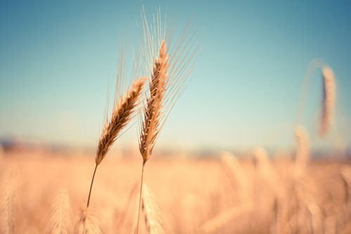 2018年小麥最低收購價政策八項變化深度解析